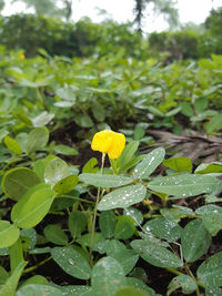 Close-up of yellow flowering plant