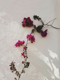 Close-up of pink rose against wall