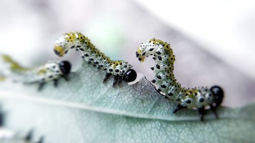 Close-up of insect on leaf