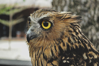 Close-up portrait of owl