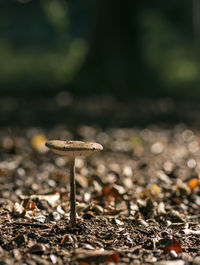 Mushroom growing on field during sunny day