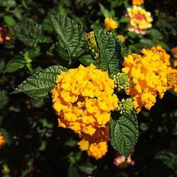 Close-up of yellow flowers