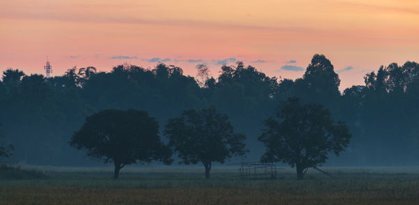 Trees on field against sky during sunset