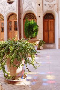 Potted plants against building