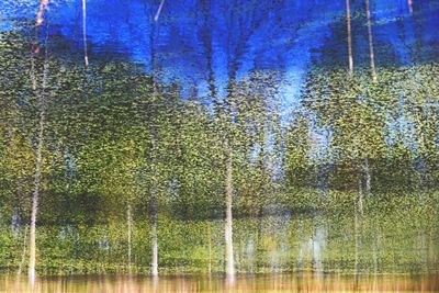 Reflection of trees in water