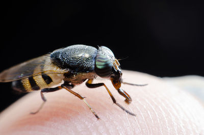 Close-up of insect on hand