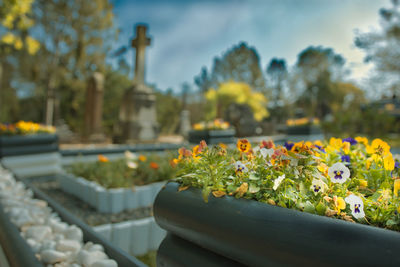 Flowers blooming in cemetery