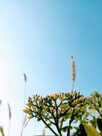 Low angle view of flowering plant against clear blue sky