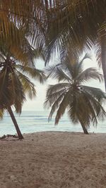 Palm tree on beach against sky