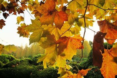 Low angle view of maple tree