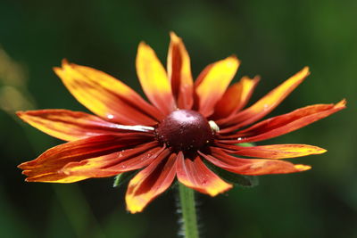 Close-up flower gaillardia