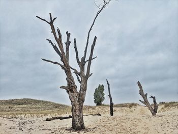 Bare trees on landscape against sky