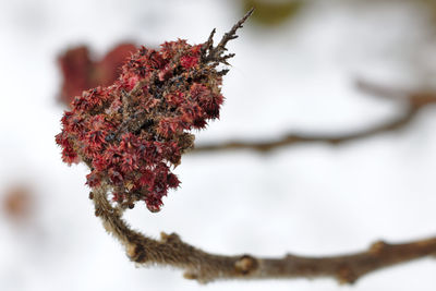 Close-up of dried plant on snow covered branch