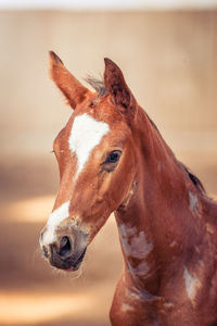 Close-up of a horse
