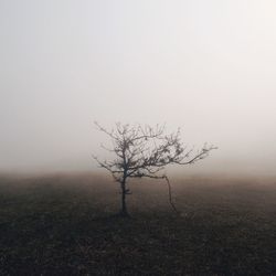 Bare trees on field in foggy weather