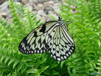 Butterfly on flower