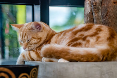 Close-up of a cat resting