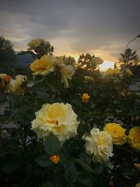 Close-up of yellow flowers blooming against sky