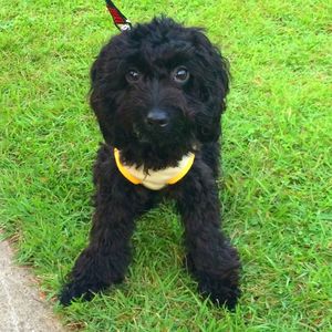 Portrait of dog on grassy field