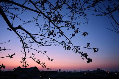 Low angle view of silhouette tree against sky at sunset