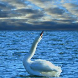 Close-up of swan swimming on lake against sky