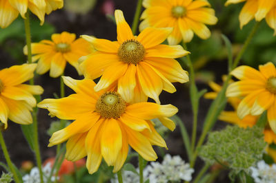 Close-up of yellow flower