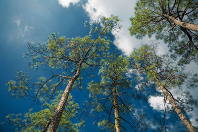 Low angle view of trees against cloudy sky