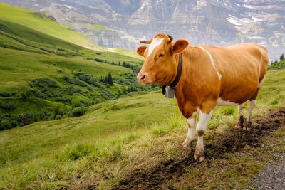 Cow standing in a farm