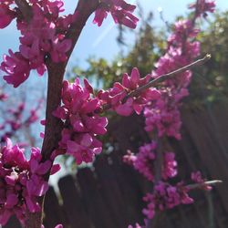 Close-up of pink flowers blooming on tree