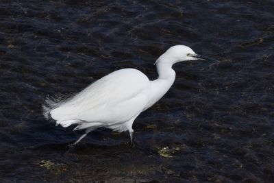 High angle view of white duck