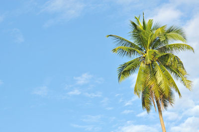 High section of palm tree against blue sky