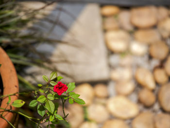 Close-up of flower blooming outdoors