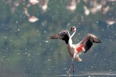 Greater flamingo running in water