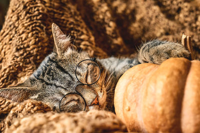 Cute tabby cat with pumpkin. gray kitty sleeping hugging with pumpkin on woolen blanket. 