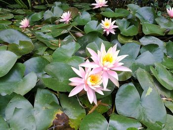 Close-up of lotus water lily blooming outdoors