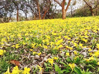 Yellow flowers growing in field