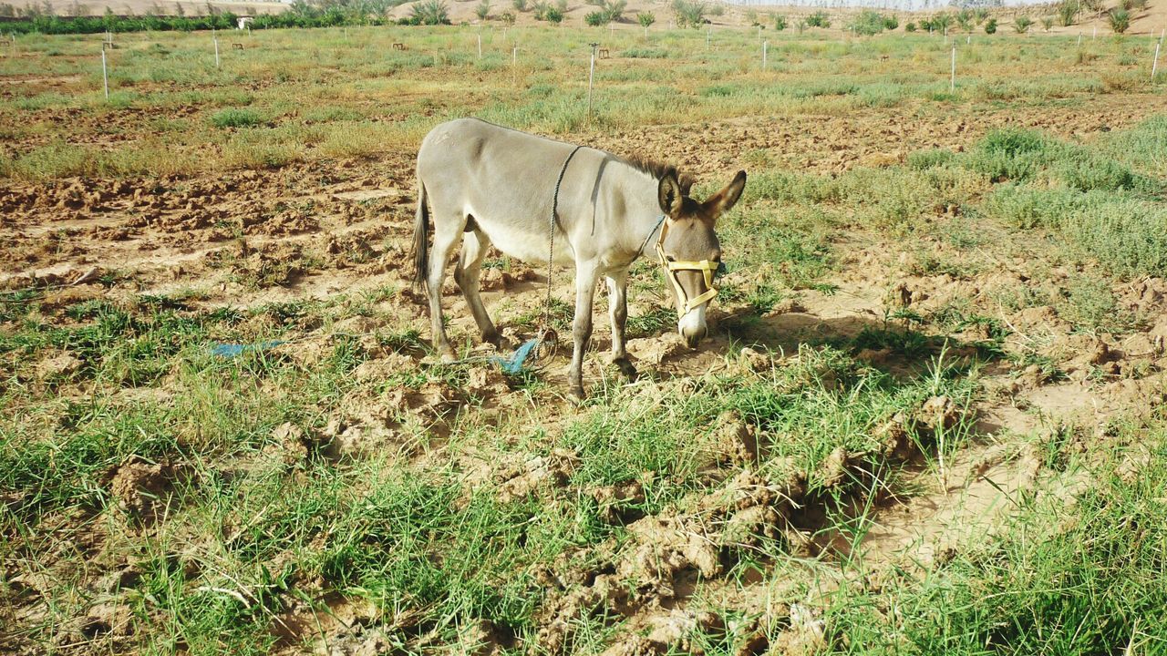 animal themes, grass, field, mammal, grazing, grassy, livestock, nature, growth, green color, herbivorous, plant, day, no people, landscape, outdoors, beauty in nature, animal, tranquility