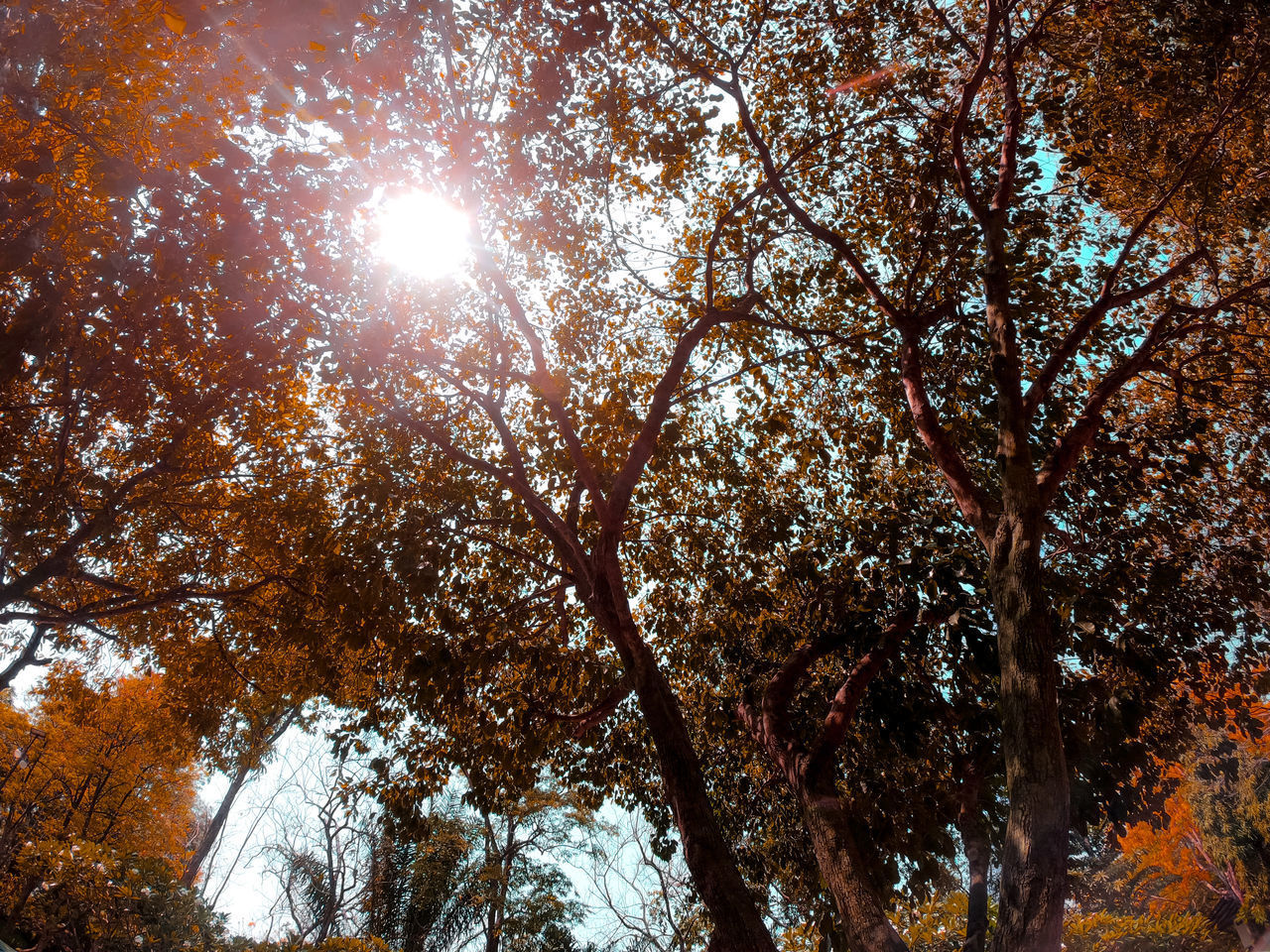 LOW ANGLE VIEW OF SUN STREAMING THROUGH TREE