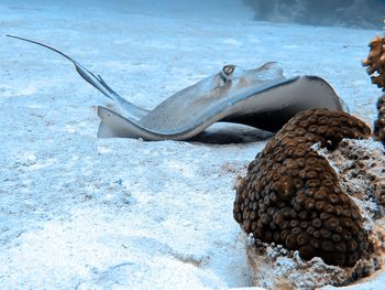 Fish swimming in sea