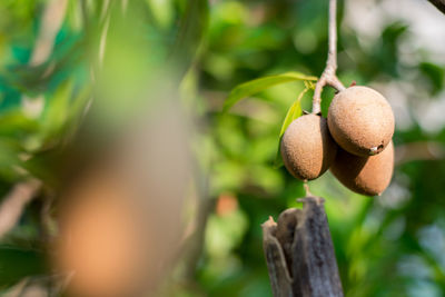 Close-up of fruits growing on tree