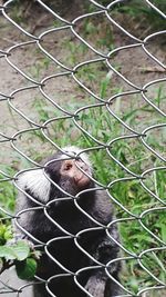 Close-up of chainlink fence