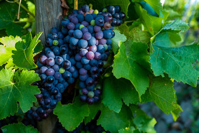 Close-up of grapes growing on plant