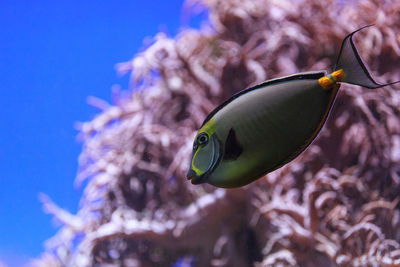 Close-up side view of naso tang fish in water