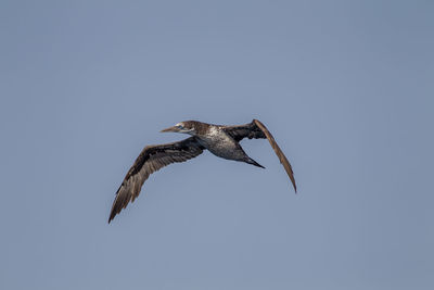 Low angle view of seagull flying in sky
