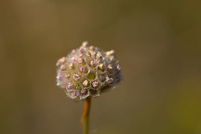 Close-up of pink flower
