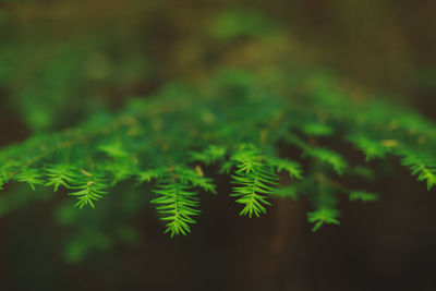 Close-up of fresh green plant