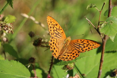 Butterfly pollinating flower