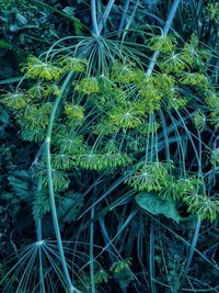 High angle view of bamboo plants on field