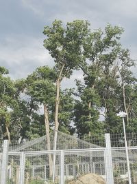 Low angle view of trees in forest against sky