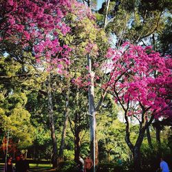 Pink flowers growing in park